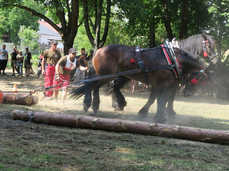 Stavanie mája 2016