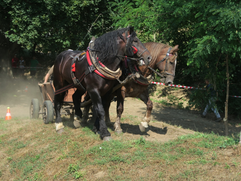 Oslavy MDD a Dňa otcov 4.6.2016